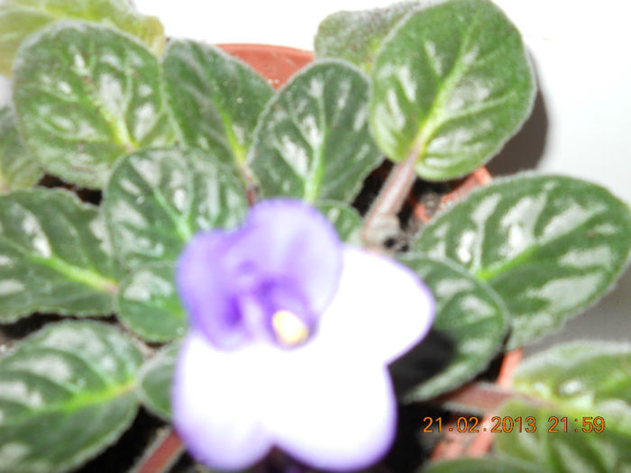 21.02.2013 006 - FEBRUARIE 2013