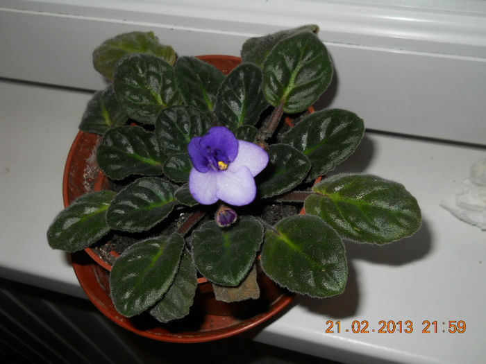 21.02.2013 008 - FEBRUARIE 2013