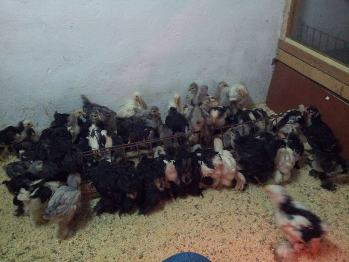 puisori seria I si II