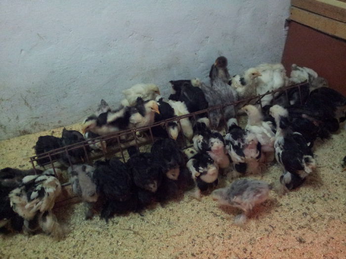 puisori seria I si II