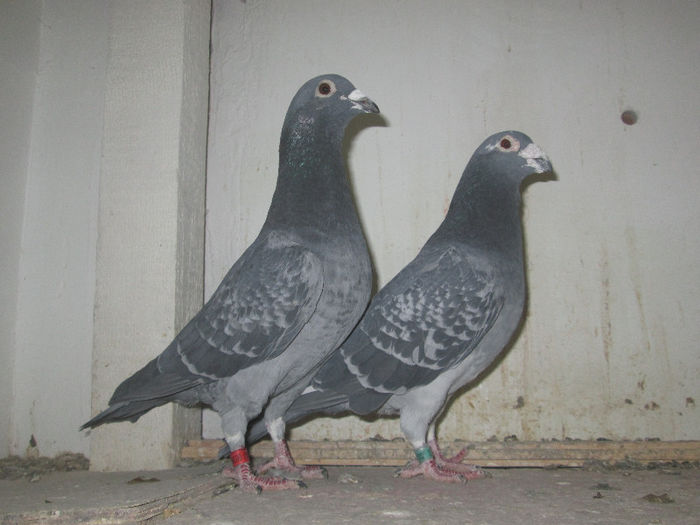 3603-2012-RO-M-SZ & TATA; 3603-2012-RO-M-SZ & TATA
