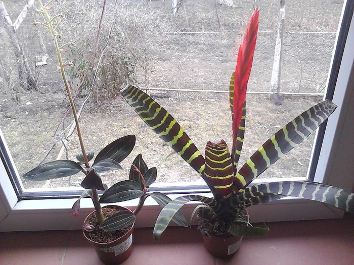 ludisia si bromelia - 2-flori 2012