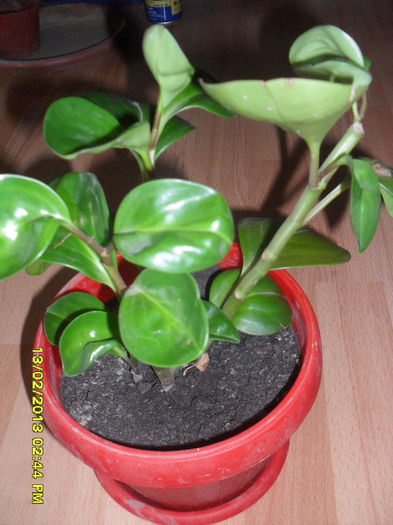 Peperomia obtusifolia; Family: Piperaceae
