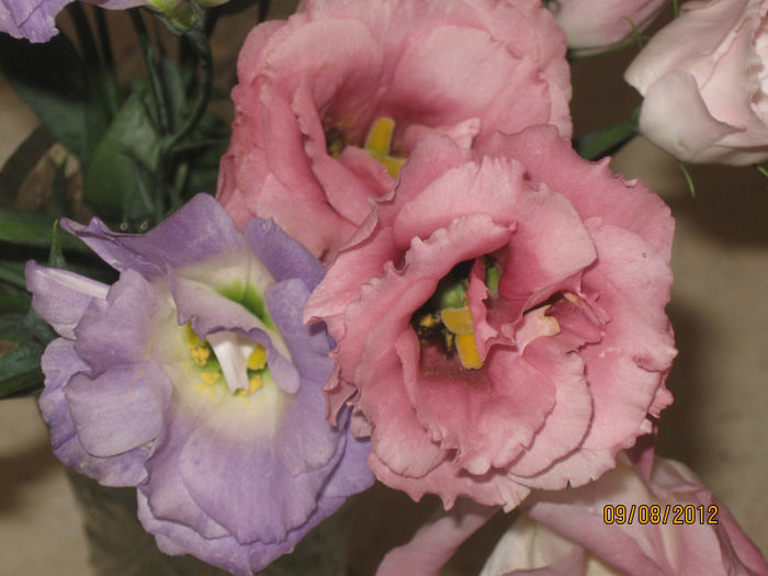 IMG_3083 - Aranjamente diverse