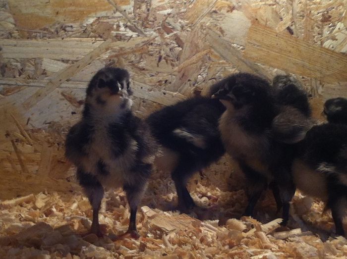 photo 1 - Pui Australorp