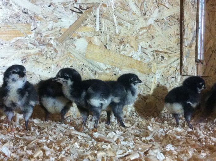 photo 4 - Pui Australorp