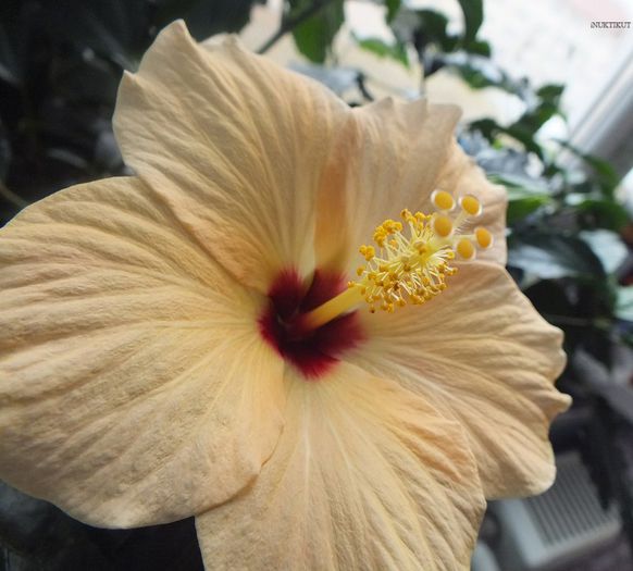 hibi Cairo Apricot1 - Hibiscus 2013