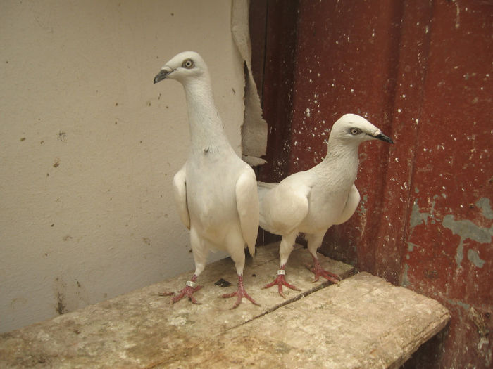 Zburator Polonez cu cioc lung