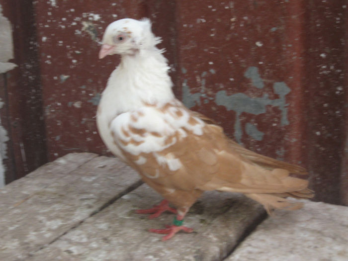 Pestriti de Timisoara