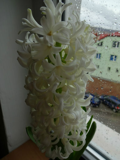 DSC01209 - Hyacinthus alb