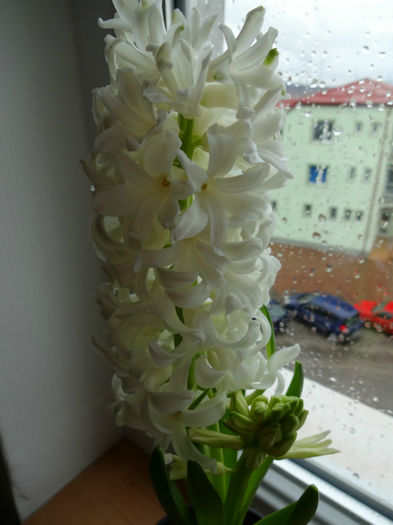 DSC01210 - Hyacinthus alb