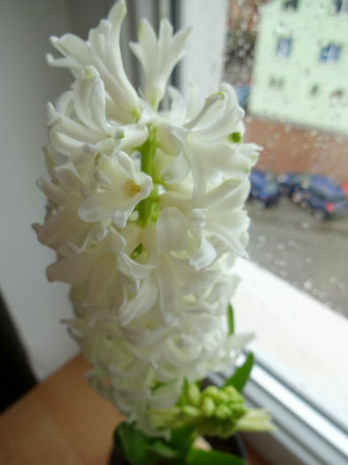 DSC01211 - Hyacinthus alb
