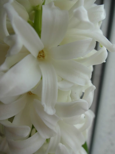 DSC01214 - Hyacinthus alb