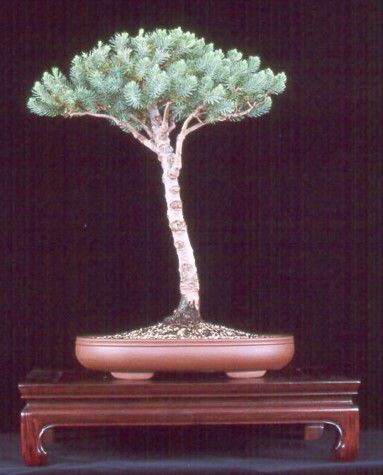 Italian pine tree bonsai; poza luata de pe net
