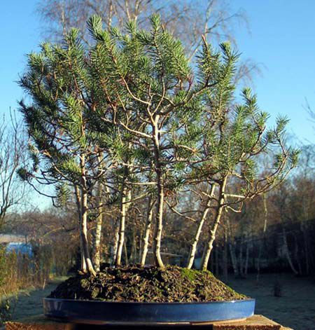 Pinuspinea bonsai - Pinus Pinea - Pin de piatra italian numit si Pin umbrela 2012-2013