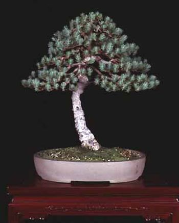 pin parasol bonsai; poza de pe net
