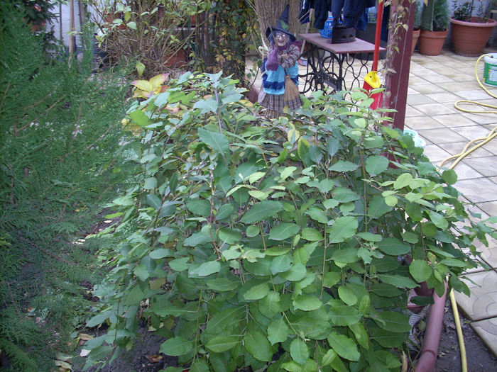 041 - plante iarna 2012