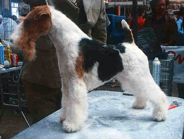 FoxTerrier2; tata lui roni
