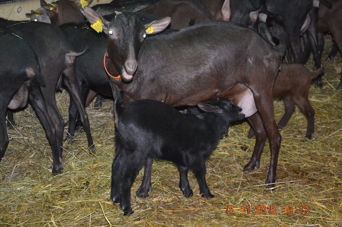 Mama si iedul - Capre Murciano Granadina