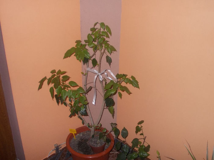 DSCN6990_2468 - Florile mele