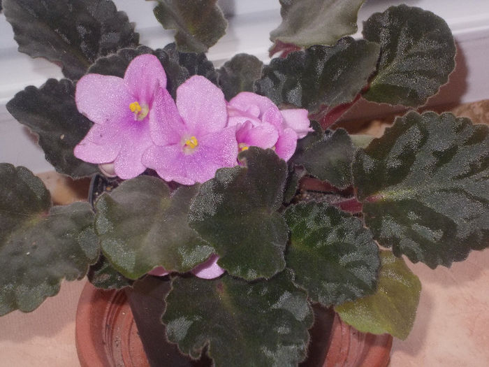 DSCN6985_2463 - Florile mele