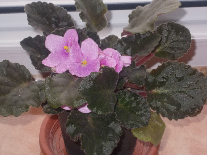 DSCN6986_2464 - Florile mele