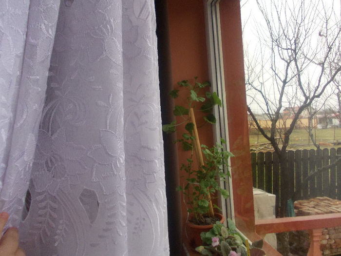 DSCN6988_2466 - Florile mele