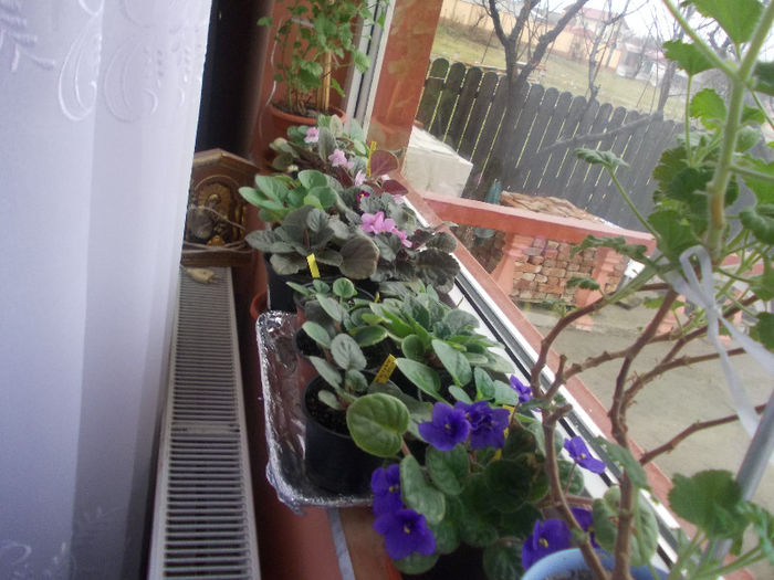 DSCN6989_2467 - Florile mele