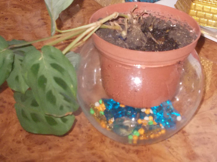 DSCN7033_2511 - Florile mele