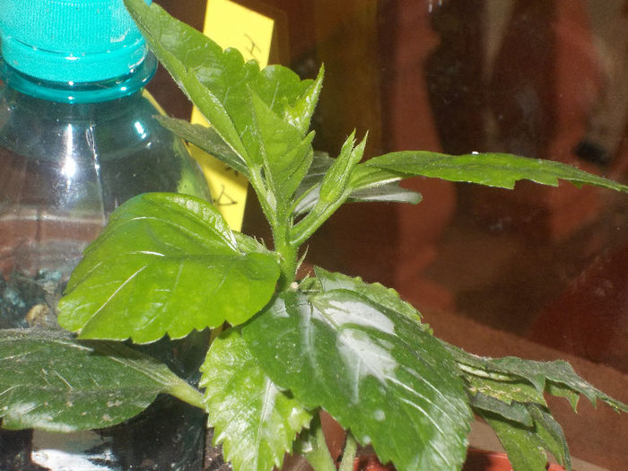 DSCN7024_2502 - Florile mele