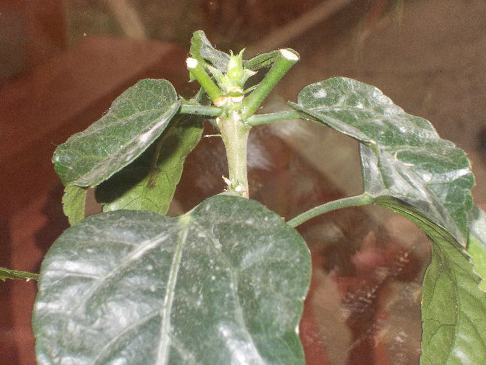 DSCN7025_2503 - Florile mele