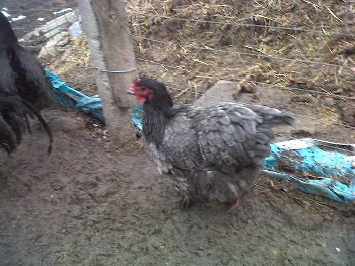 bobat inchis - MY HOBBY gaini porumbei pauni fazani DE VANZARE