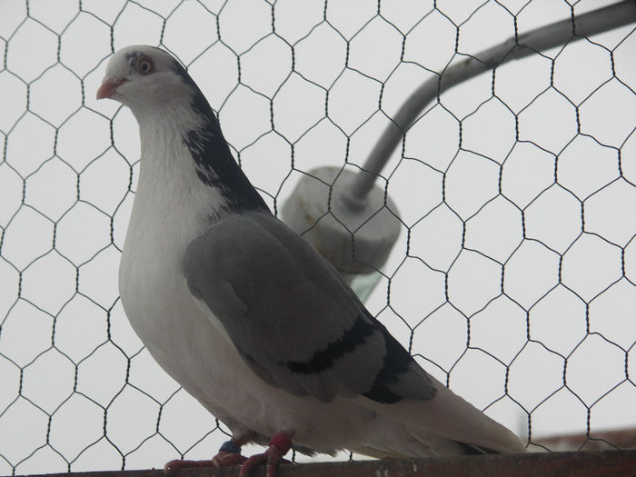 mascul 2012; campion expo bistrita
