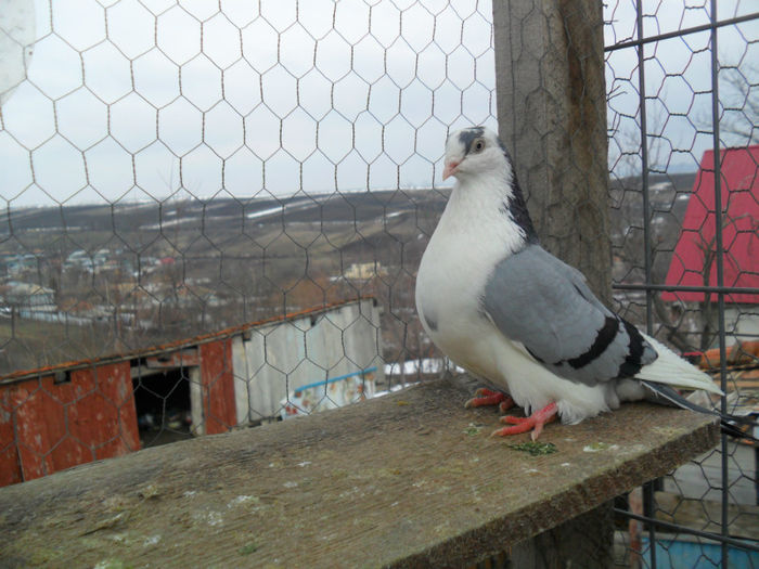 acelasi - Galateni pe albastru