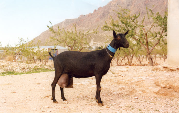 capra murciano granada