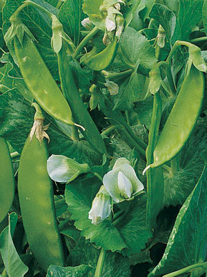 Mazare dulce- Pisum sativum.