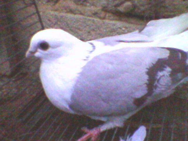 Ady91-0044