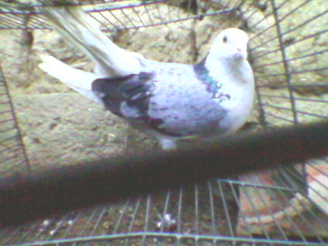 Ady91-0017