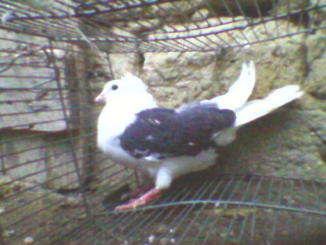 Ady91-0025