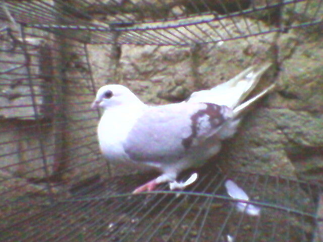 Ady91-0038