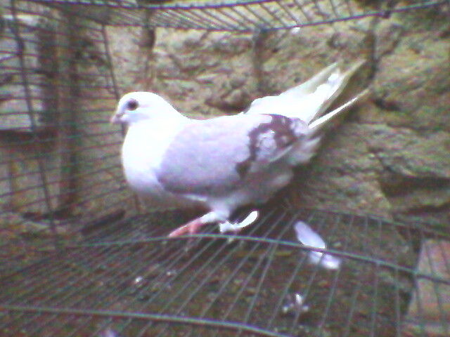 Ady91-0039