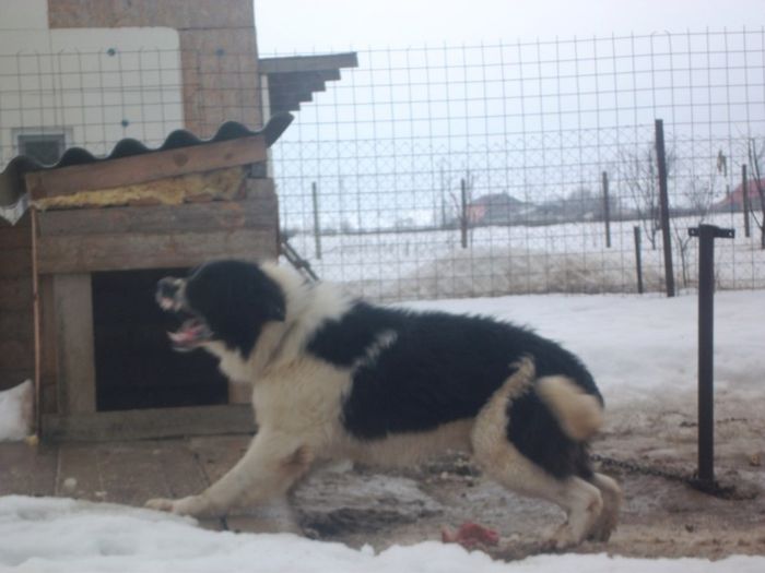 SAM_2275 - GORUN LA 1 AN SI 2 LUNI