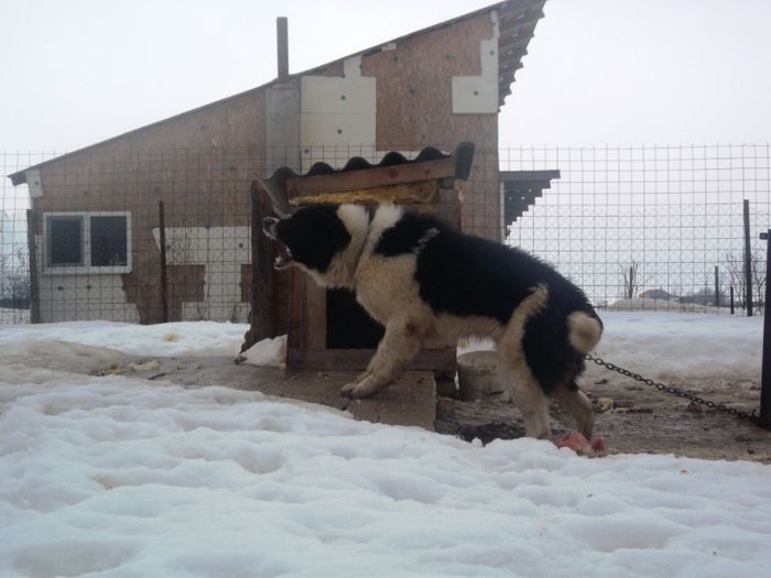 SAM_2281 - GORUN LA 1 AN SI 2 LUNI