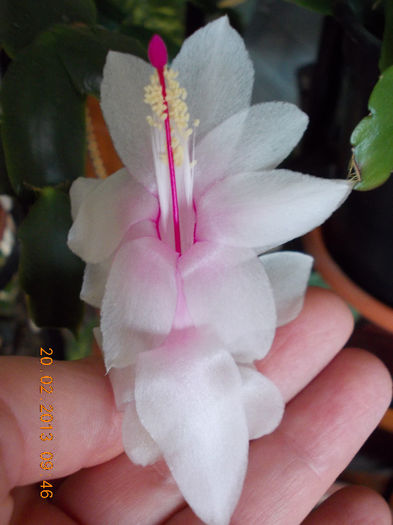 21-22 febr 2013-flori 003