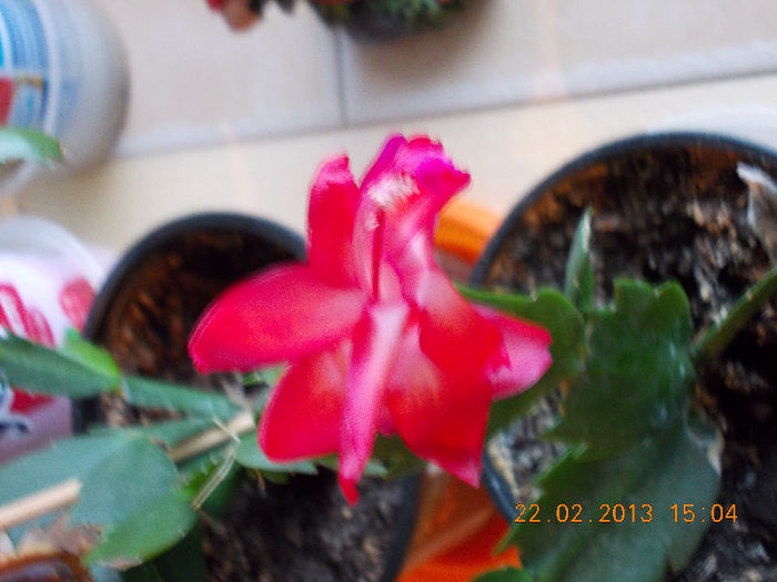 21-22 febr 2013-flori 039
