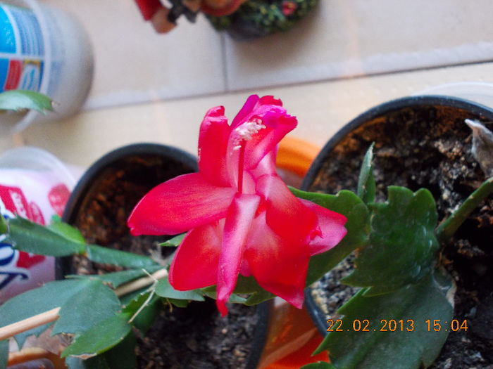 21-22 febr 2013-flori 040