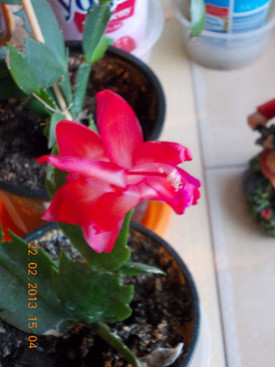 21-22 febr 2013-flori 041