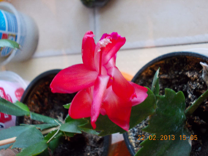 21-22 febr 2013-flori 047 - februarie 2013