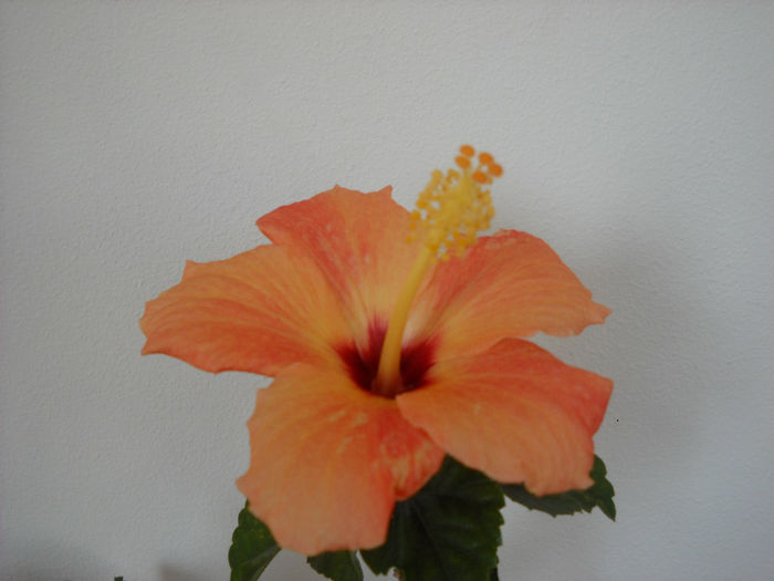 22 feb.013 - HIBISCUS- 2013