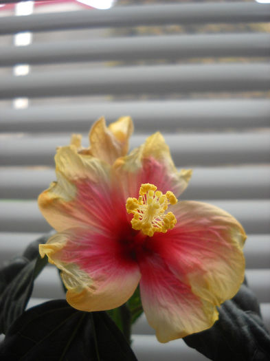 22.02.013 - HIBISCUS- 2013